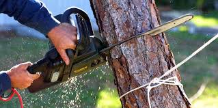Reliable Kenai, AK Tree Care Solutions